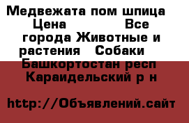 Медвежата пом шпица › Цена ­ 40 000 - Все города Животные и растения » Собаки   . Башкортостан респ.,Караидельский р-н